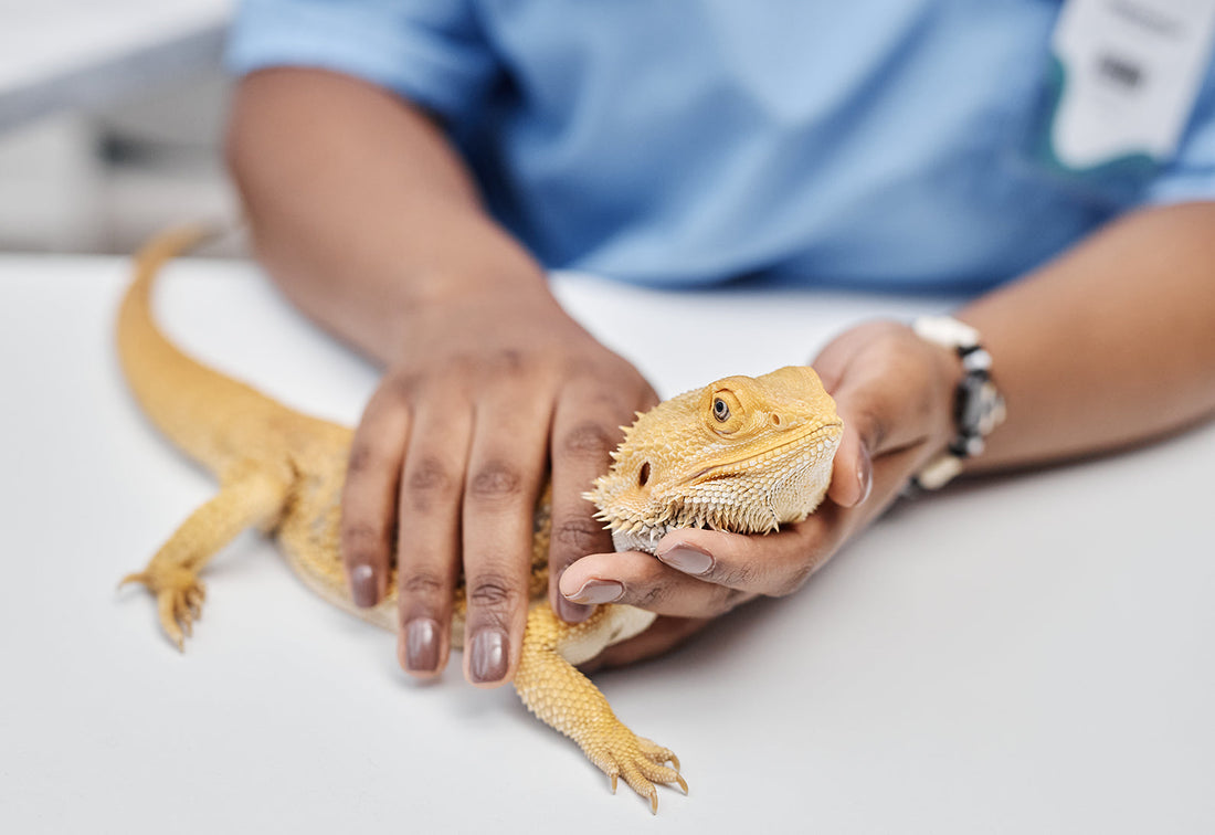 Signs of Distress in Your Bearded Dragon