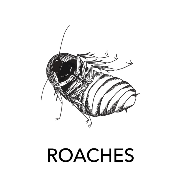 Dubia Roach Feeders