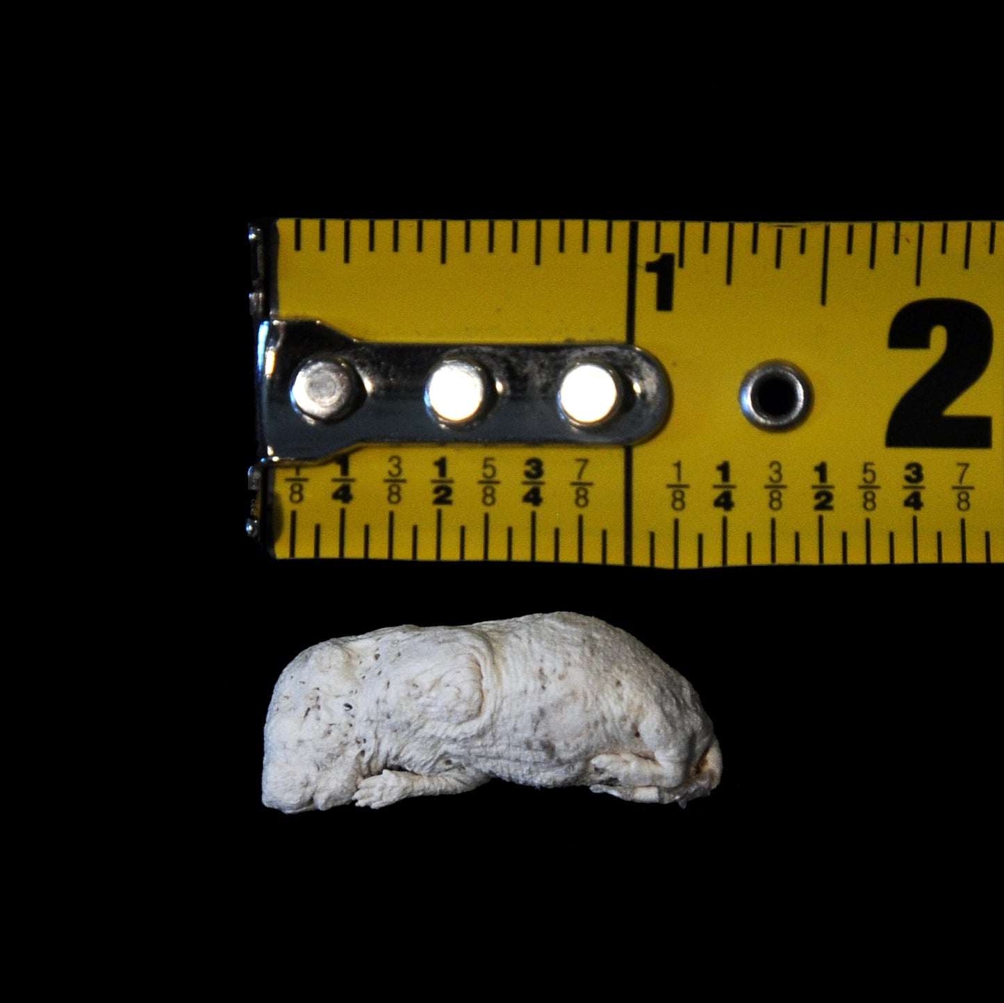 Freeze Dried Rodents