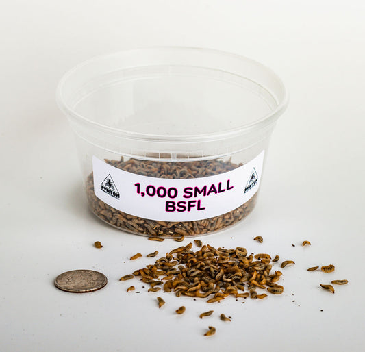 Small Black Soldier Fly Larvae