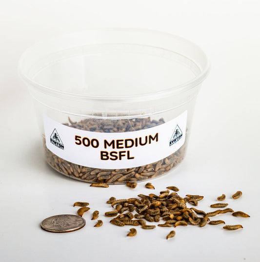 Medium Black Soldier Fly Larvae