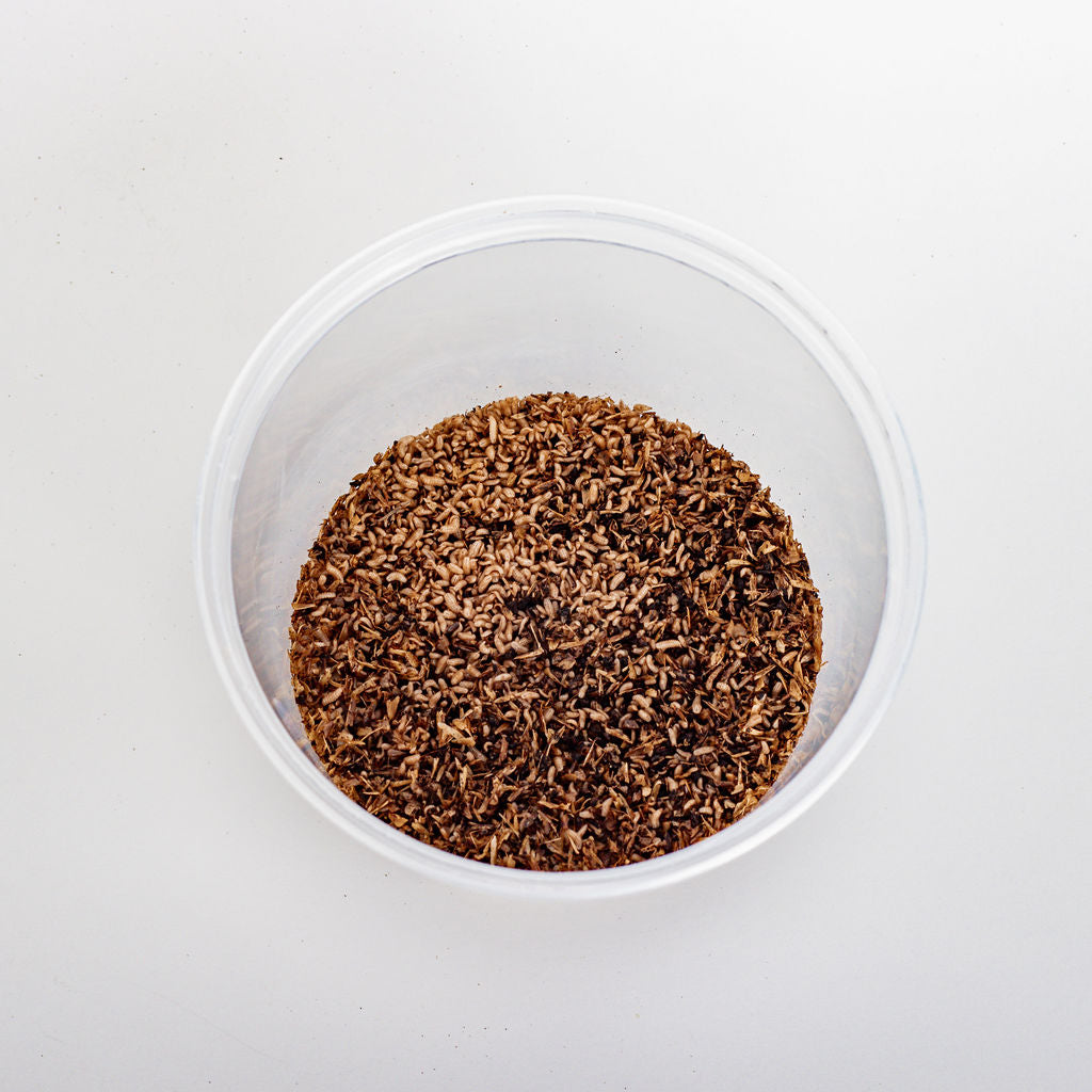 Compost-Grade Black Soldier Fly Larvae