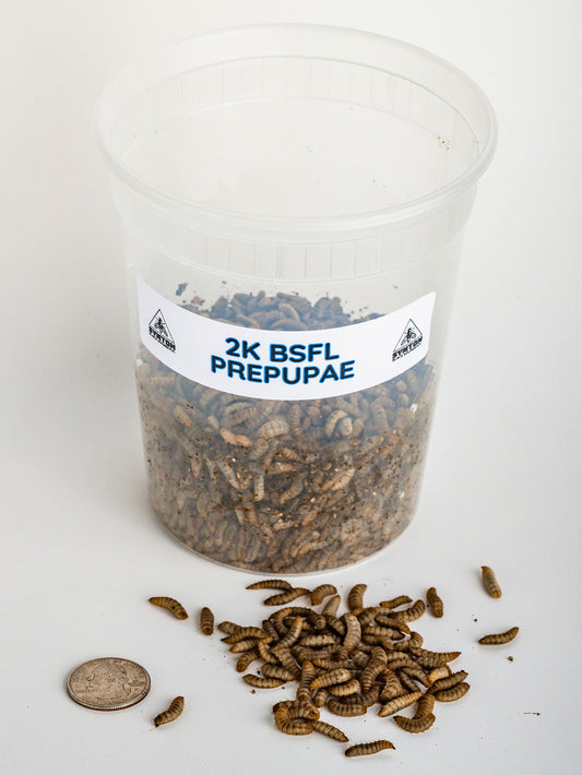 Black Soldier Fly Prepupae