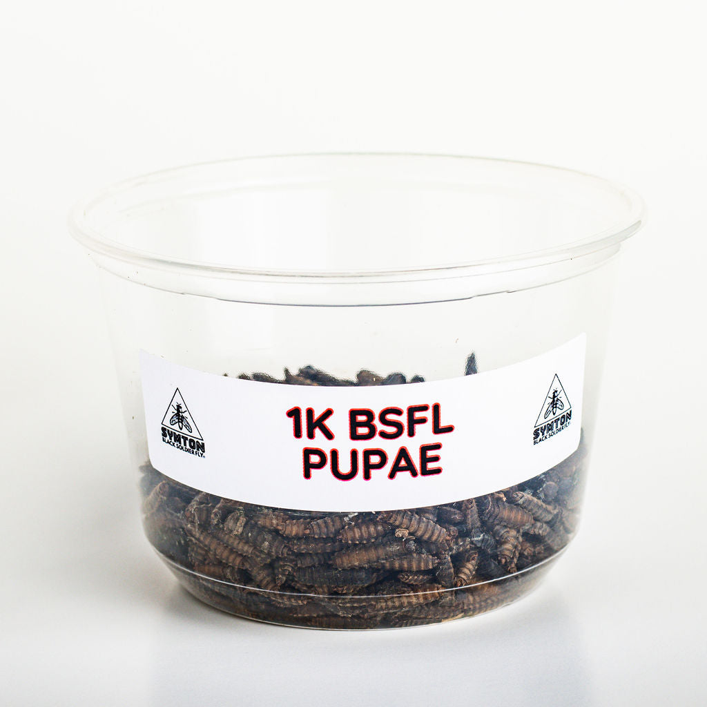 Black Soldier Fly Pupae