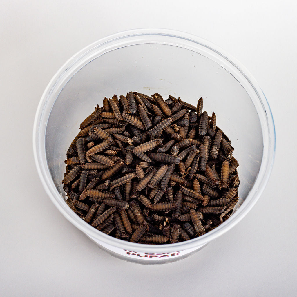Black Soldier Fly Pupae