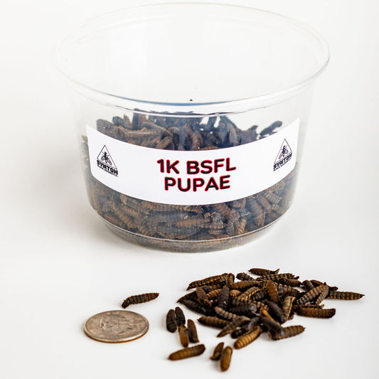 Black Soldier Fly Pupae