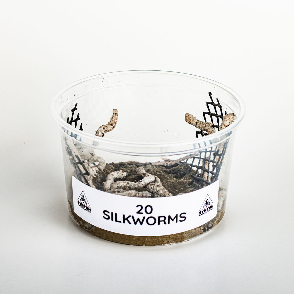 Silkworms (20 count)