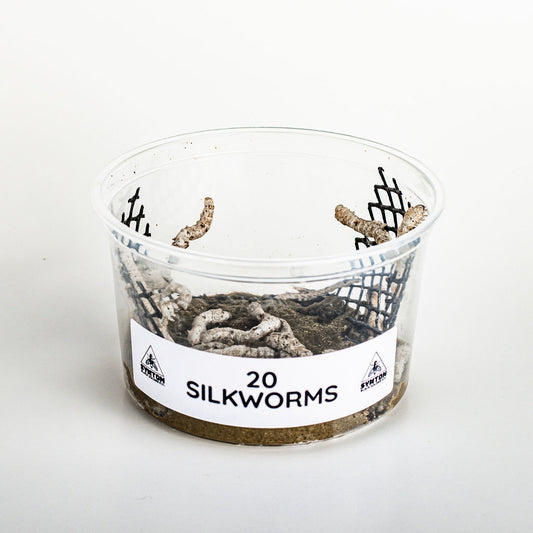 Silkworms (20 count)