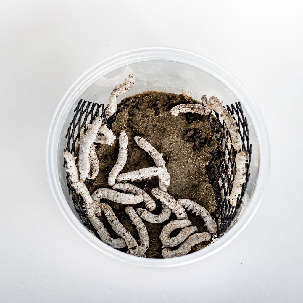 Silkworms (20 count)