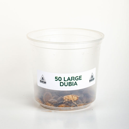 Large Dubia Roaches