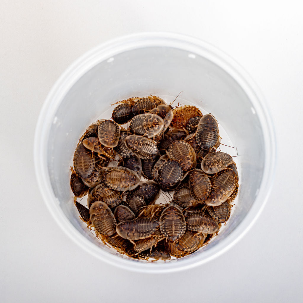 Large Dubia Roaches
