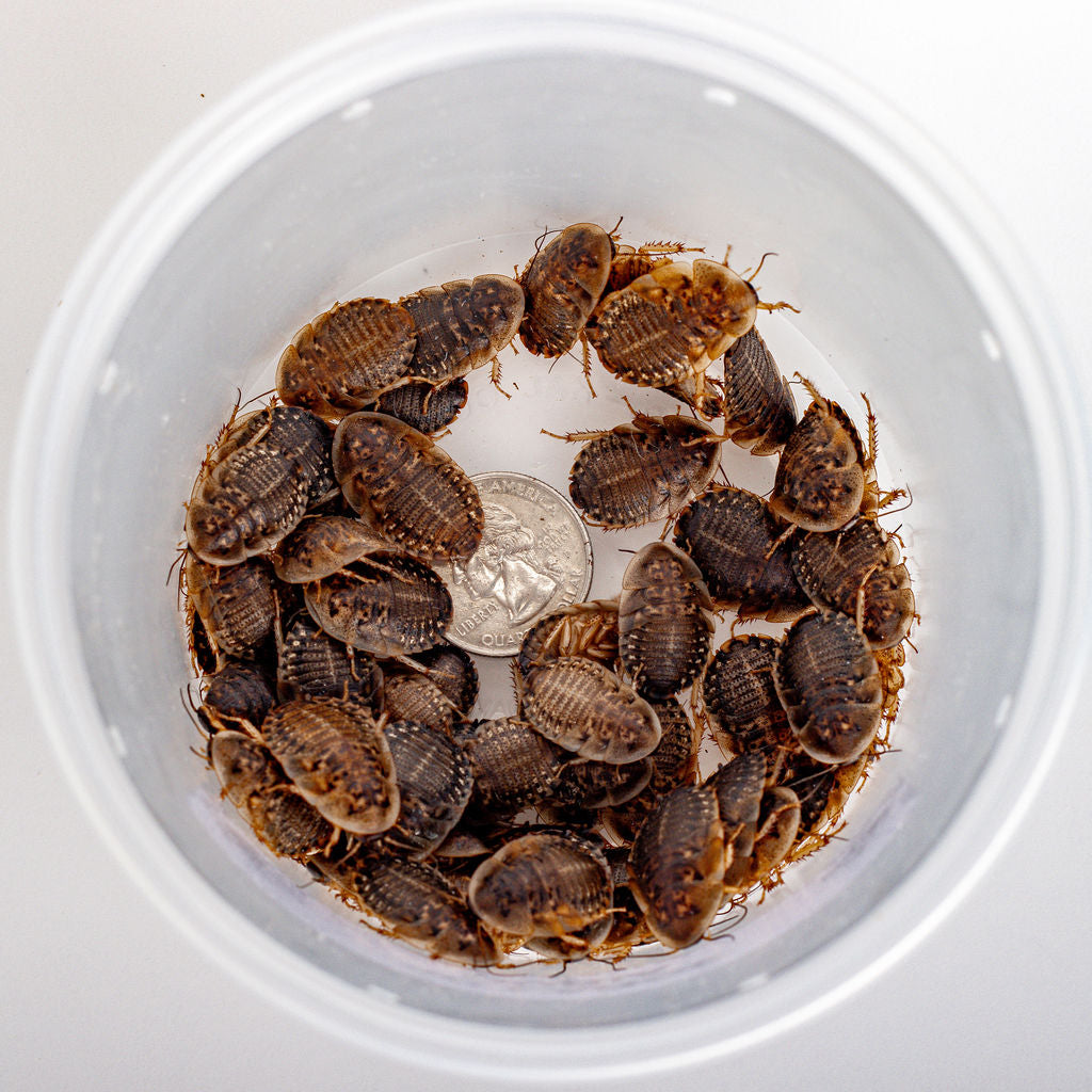 Large Dubia Roaches