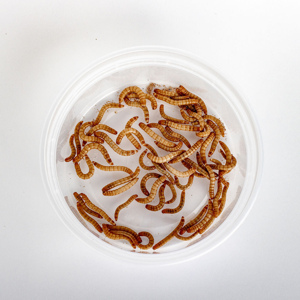 Mealworms (100 Count)