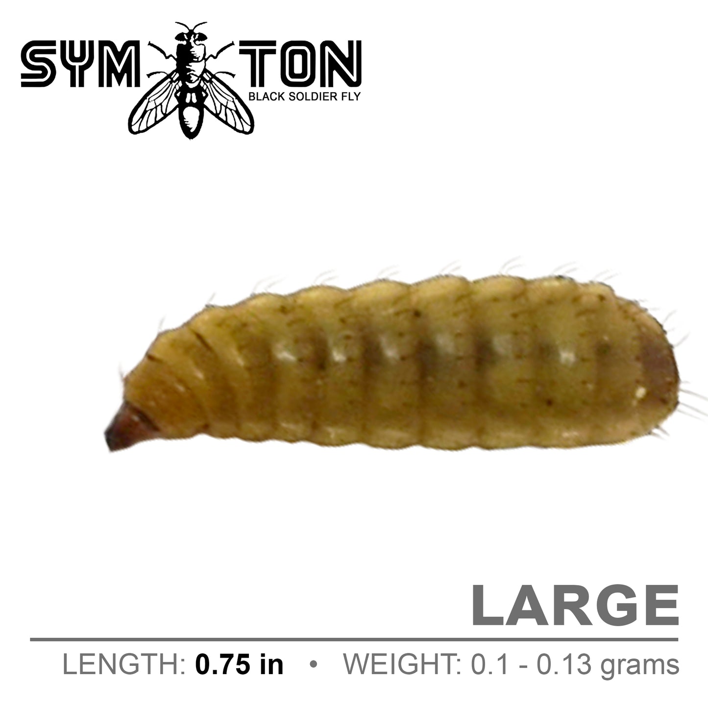 Large Black Soldier Fly Larvae