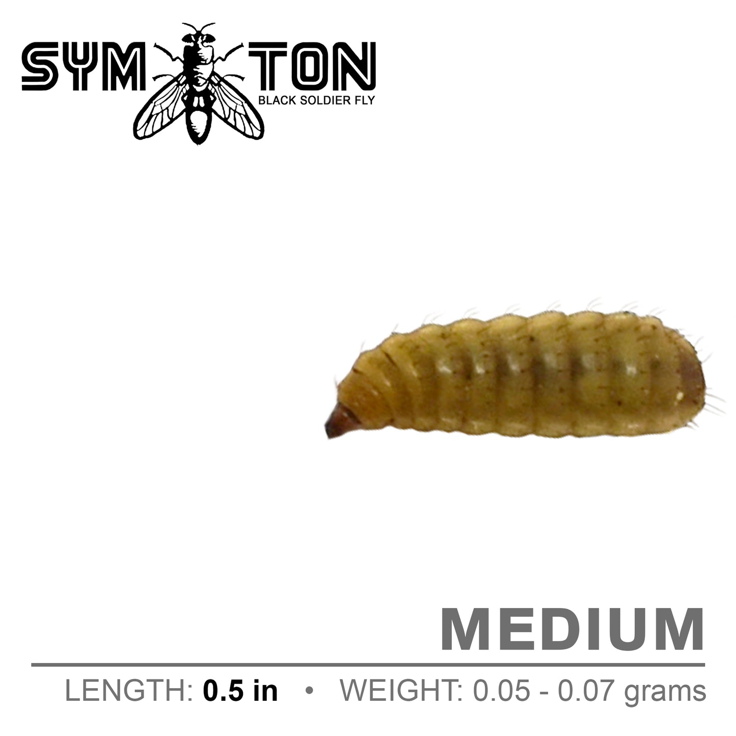 Medium Black Soldier Fly Larvae