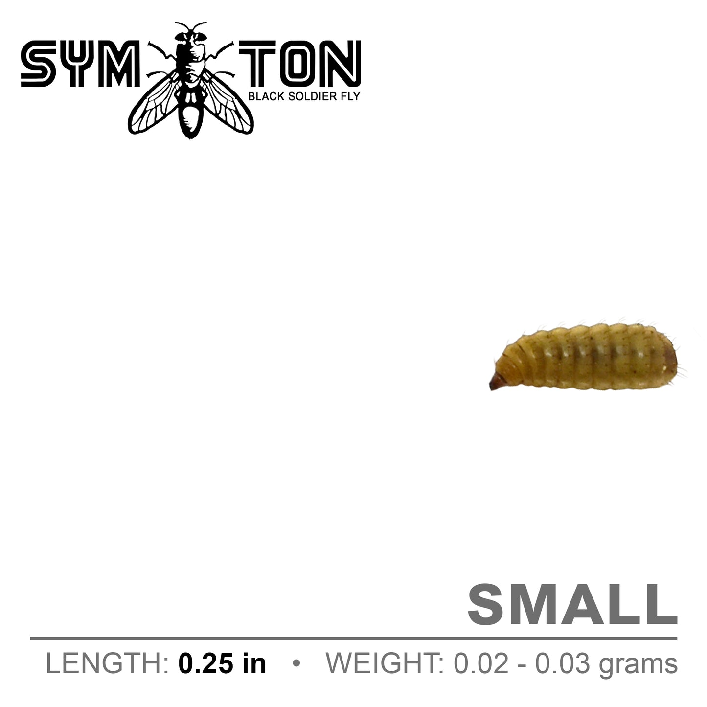 Small Black Soldier Fly Larvae