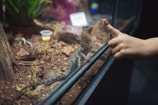 How to Set up Your Reptile Habitat