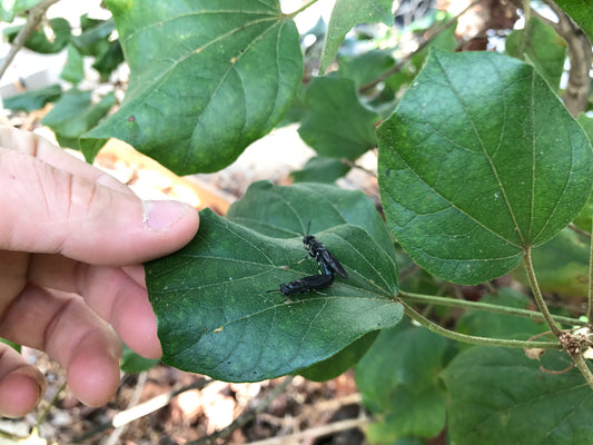 Intensive Black Soldier Fly Farming