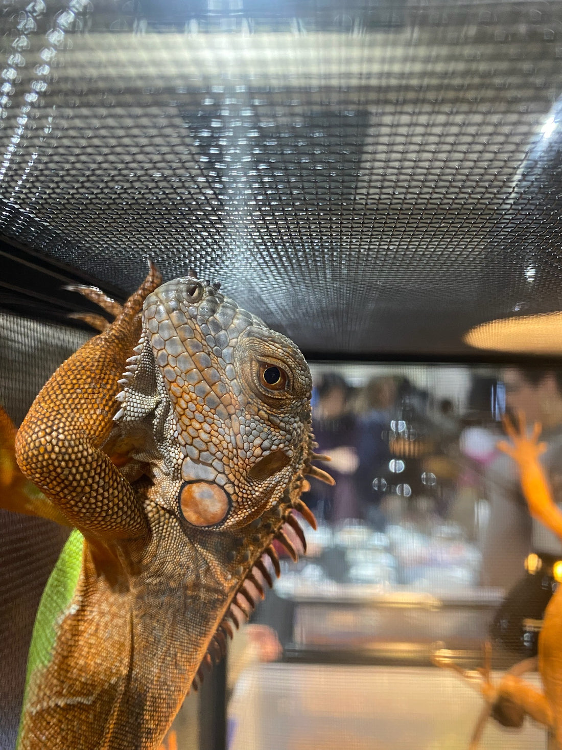 Common causes of reptile abnormal stool