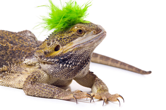 Top 5 Reptiles for Beginners