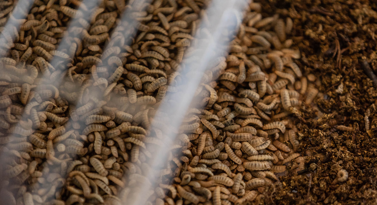 What a WASTE! Black Soldier Fly Larvae as a Waste Treatment Solution ...