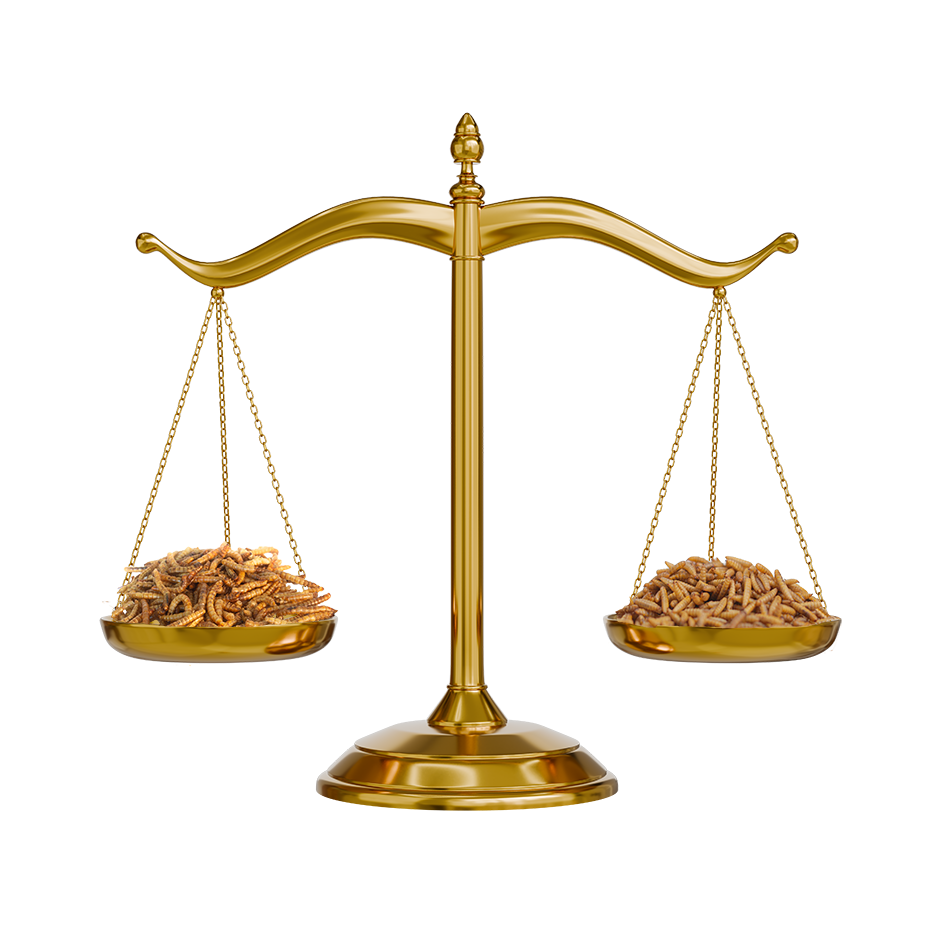 BSFL vs. Mealworms