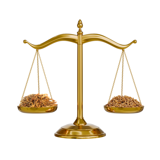 BSFL vs. Mealworms