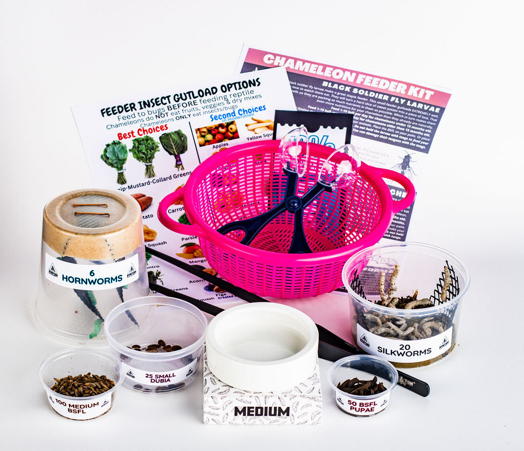 Chameleon Feeder Starter Kit