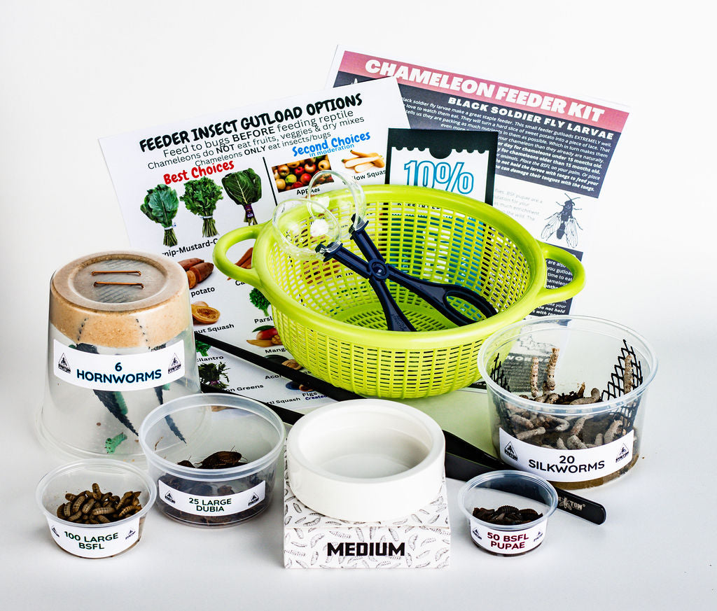 Chameleon Feeder Starter Kit