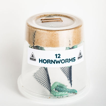 Hornworms