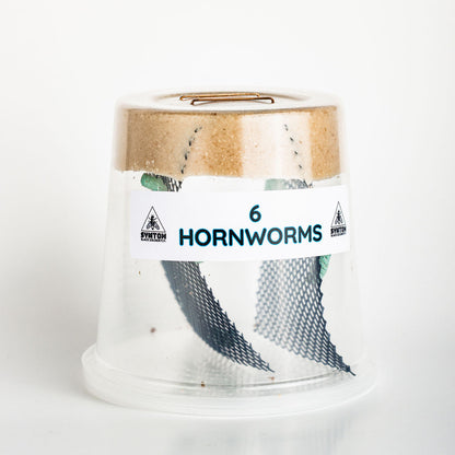 Hornworms