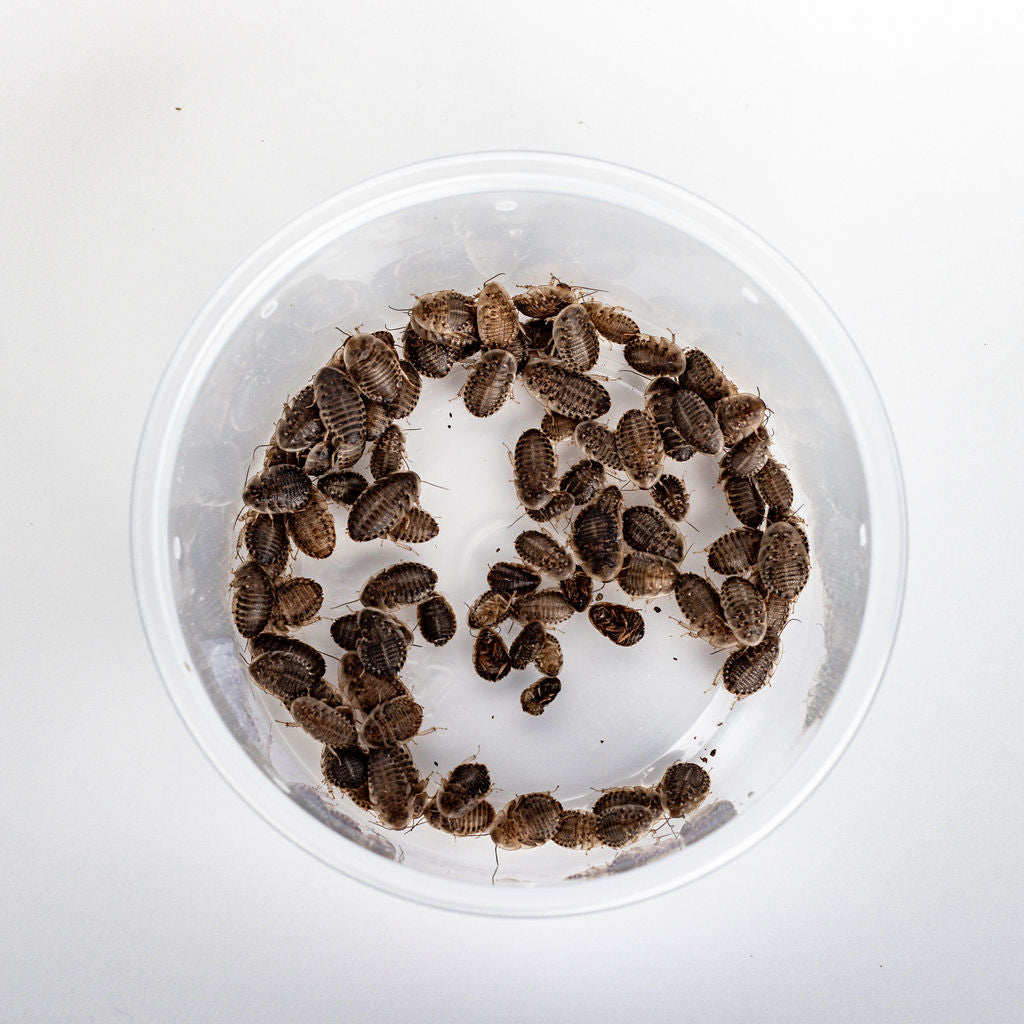 Small Dubia Roaches – Symton® Black Soldier Fly