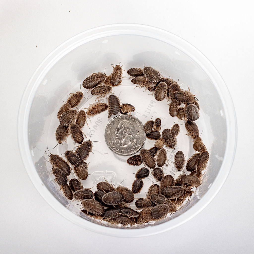 Photo inspiration: Automatic Egg Collection For Dubia Roaches Reference: Dubia Roach Feeders