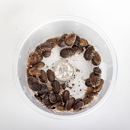 Medium Dubia Roaches