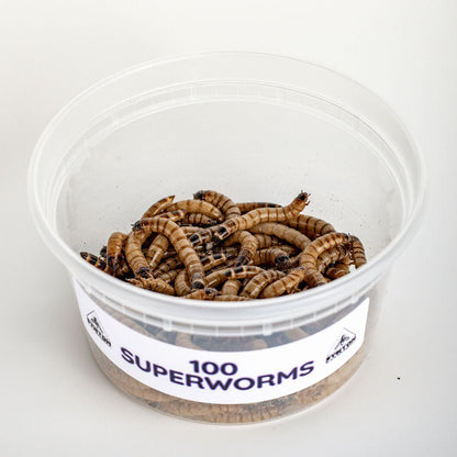 🎁 Large Superworms (100% off)