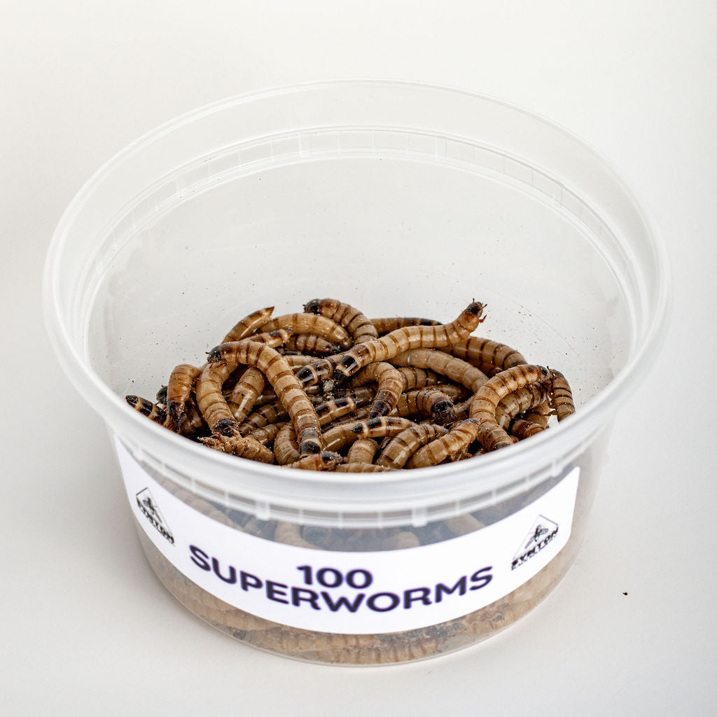 🎁 Large Superworms (100% off)