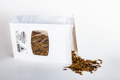 Dried Black Soldier Fly Larvae (5 oz)