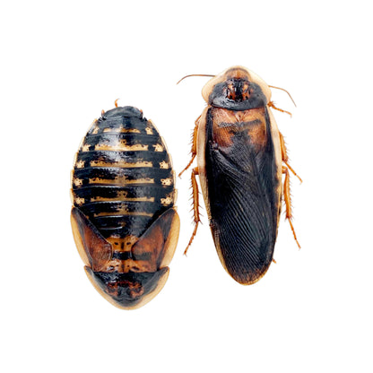 Female Adult Dubia Roaches