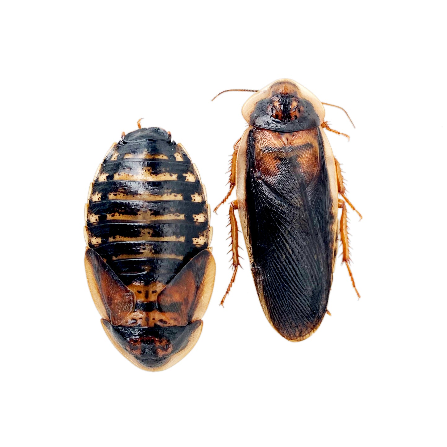 Male Adult Dubia Roaches