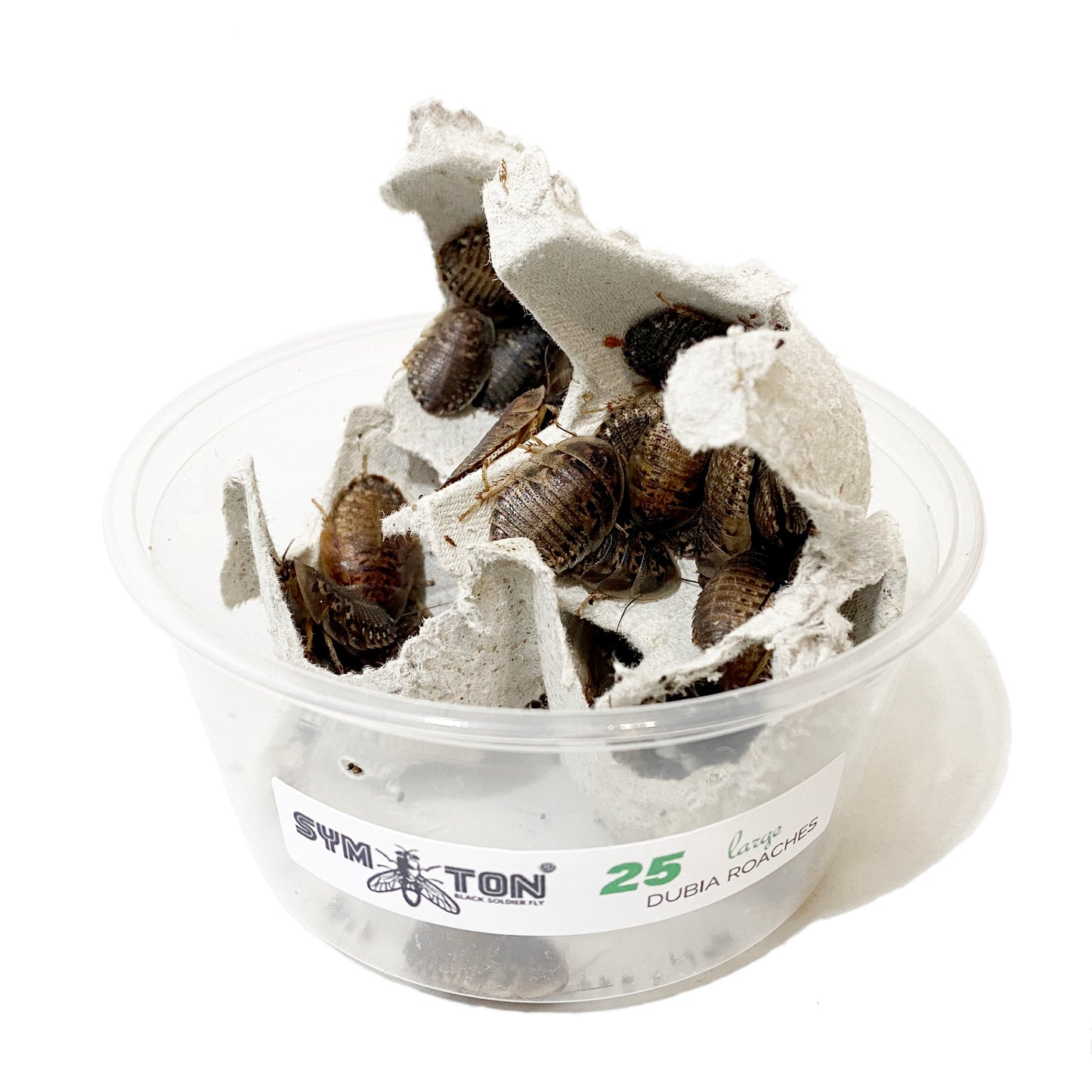 Large Dubia Roaches